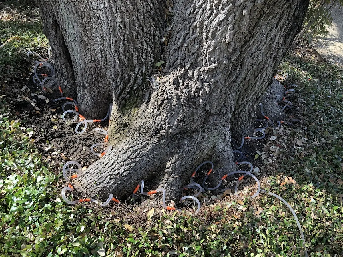 Detailed Tree Cabling and Bracing job site in Woodland
