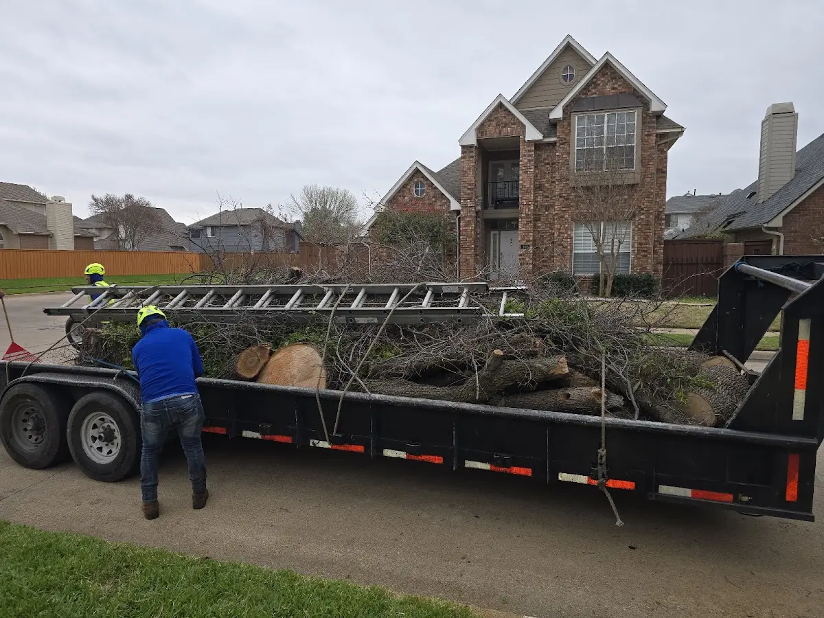 Expert Tree Removal with proper safety equipment in Woodland